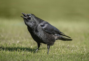 Crow, on the grass, close up, squawking