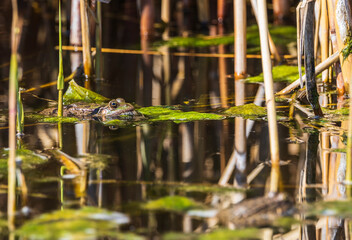 frog sticking his head out of the lake water.