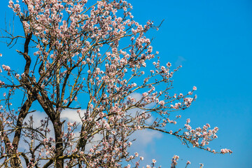 Blooming tree in spring on a background of clear sky