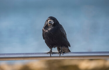 Crow, perched on railings in front of the sea..