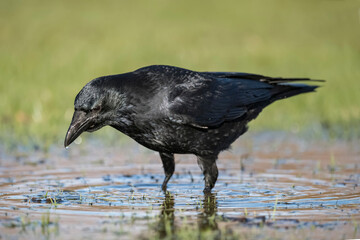 Crow standing in a pool of water, close up