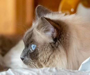 ragdoll cat