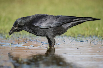 Crow standing in a pool of water, close up