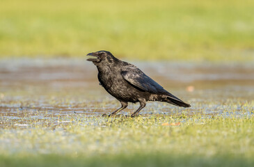 Crow on the ice, close up, in Scotland in the winter, squawking