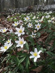 white flowers in the woods