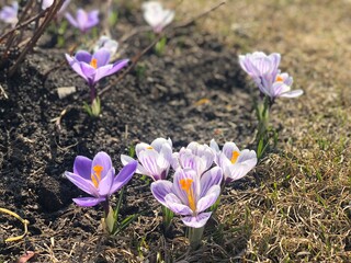 The first spring flowers are crocuses
