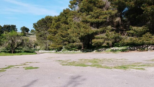 Aerial view with the drone of the forest of Bitonto, Apulia