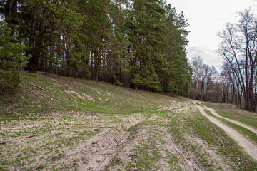 Obraz premium Nature landscape with mixed forest. Sand road and trees in the forest of Ukraine, April 21, 2021