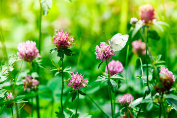 White butterfly sitting on a pink clover flower, spring green blooming wild meadow field with flowering clover on the sunlight 

