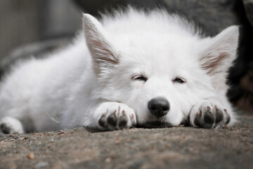 Puppy of a White Swiss Shepherd Dog lying on a stone