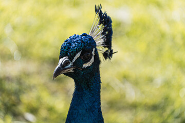 Naklejka premium peacock with green background