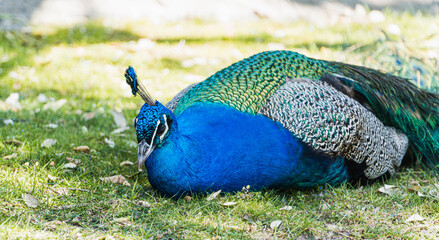 peacock on the grass