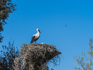 stork in its nest