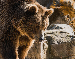 Obraz premium portrait of a bear