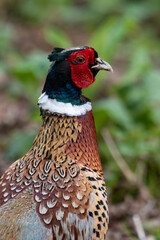 Male pheasant at Strumpshaw Fen nature reserve in Norfolk