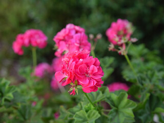 pink rose bush