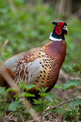 Male pheasant at Strumpshaw Fen nature reserve in Norfolk