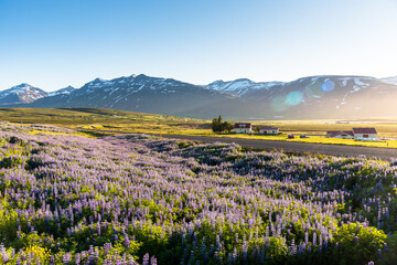 Obraz premium Deserted winding road through a rural landscape with mountains in background and a flowery meadow in foreground under midnight sun in summer. Lens flare. Countryside of Iceland.