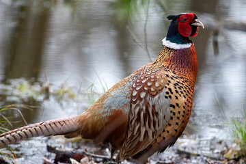 Male pheasant at Strumpshaw Fen nature reserve in Norfolk