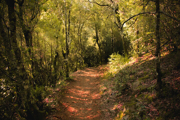 Camino de un bosque cálido con luz natural