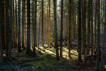 Magical mountain pine forest with sunlight illuminating the moss covering the forest floor in autumn