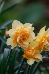 Spring daffodils