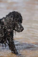 The dog stands in the water. Black spaniel.