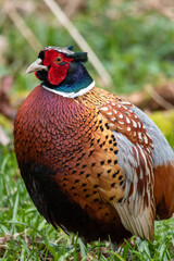 Male pheasant at Strumpshaw Fen nature reserve in Norfolk
