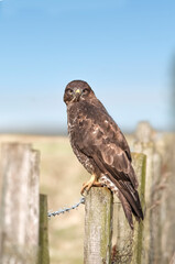 Buzzard perched on a post, close up, in front of the sea, in Scotland
