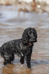 The dog stands in the water. Black spaniel.