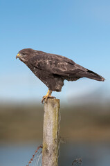 Buzzard perched on a post, close up, in front of the sea, in Scotland