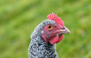 Chicken, Barred Plymouth Rock, portrait, close up