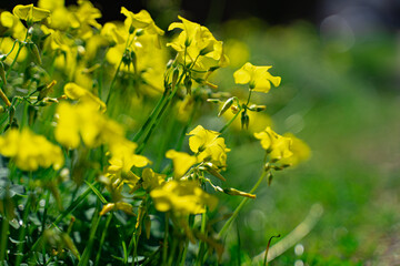 field of flowers