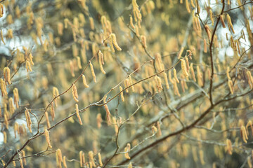 Trees bloom their branches and leaves in spring