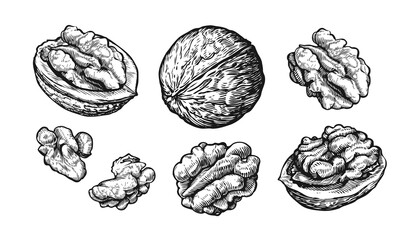 Walnuts set. Hand drawn sketch of nuts Isolated on white background. Vector illustration