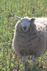 Sheep grazing in field at laming time In spring In North Yorkshire UK