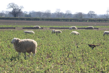 Sheep standing in field at lambing time in North Yorkshire In spring time with pheasant in...