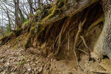 Very old tree roots that come out of the ground and hang from the ravine.
