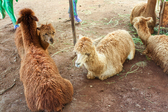Llamas or Alpacas with fluffy brown fur sitting and relaxing on ground in Malang, East Java, Indonesia. No people. 