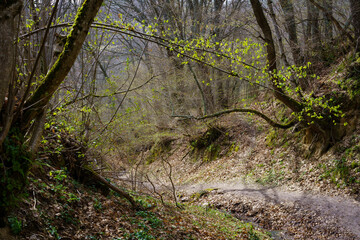 Idyllic autumn landscape with trees with bare branches and a path covered with fallen leaves.