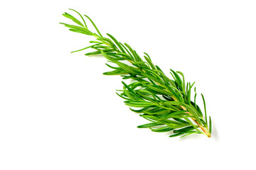 Branch of fresh rosemary isolated on white background.