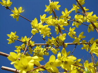 Blooming tree, early spring, beautiful view attracts the eye, romantic mood, desire for freedom and a walk