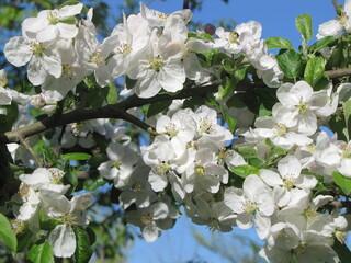 Blooming tree, early spring, beautiful view attracts the eye, romantic mood, desire for freedom and a walk