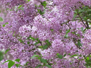 Bright purple lilac. Flowers in spring. Nice weather. Flowering in summer. The sun is shining. Beautiful lilac flowers bloomed. Spring mood