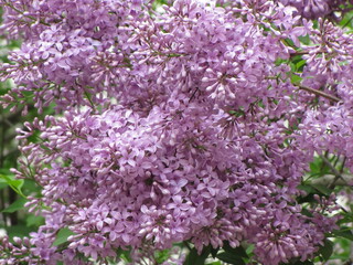 Bright purple lilac. Flowers in spring. Nice weather. Flowering in summer. The sun is shining. Beautiful lilac flowers bloomed. Spring mood