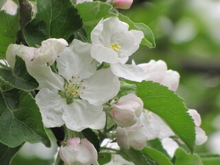 Blooming tree, early spring, beautiful view attracts the eye, romantic mood, desire for freedom and a walk