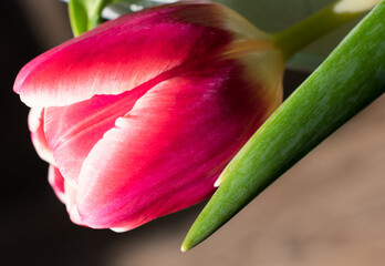tulip on green