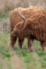 Highland cattle at Strumpshaw Fen nature reserve on the Norfolk Broads