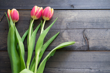 tulips on wooden background
