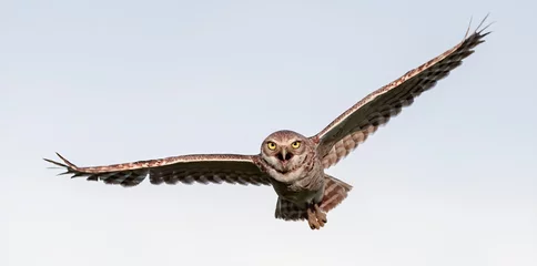 Foto op Canvas Burrowing owl (Athene cunicularia) flying with mouth wide open, wings apart, yellow eyes staring and white clouds background © Chase D’Animulls